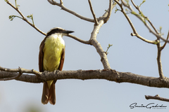 Pitangus sulphuratus