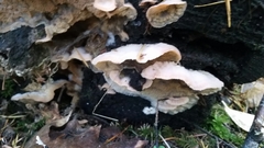 Skeletocutis amorpha