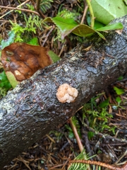 Naematelia encephala