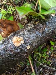 Naematelia encephala