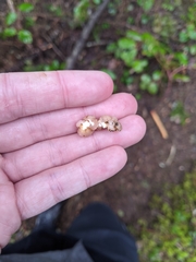 Naematelia encephala