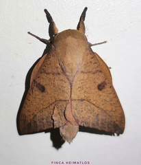 Adeloneivaia subangulata