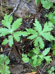 Hydrophyllum tenuipes