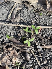 Floerkea proserpinacoides