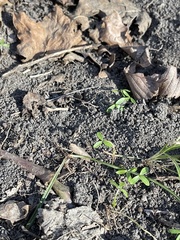 Floerkea proserpinacoides