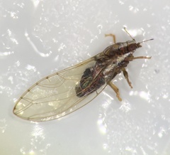 Trioza bakeri