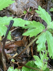 Hydrophyllum tenuipes
