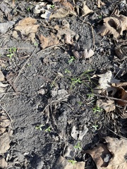 Floerkea proserpinacoides