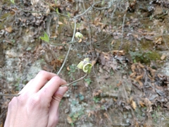 Cornus florida urbiniana