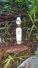 Staheliomyces cinctus