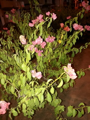 Bougainvillea