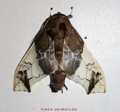 Parathyris semivitrea