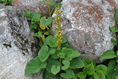 Ligularia lamarum