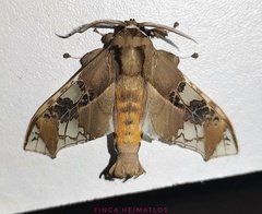 Parathyris cedonulli