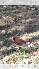 Cardinalis cardinalis