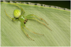 Araneus uniformis