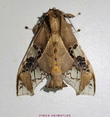 Parathyris cedonulli