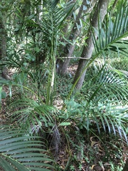 Dypsis lutescens