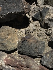 Gallotia galloti galloti