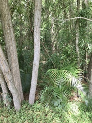 Dypsis lutescens