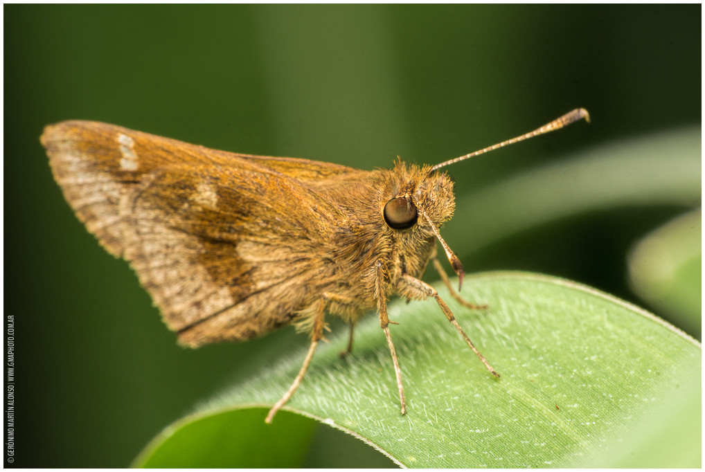 Cymaenes lumina