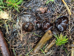 Pseudoplectania vogesiaca