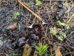 Pseudoplectania vogesiaca