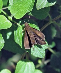 Cymaenes odilia