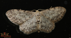 Idaea incisaria