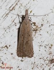 Dichomeris limbipunctellus