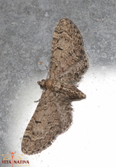 Eupithecia ultimaria