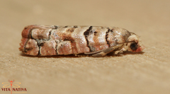 Blastesthia tessulatana