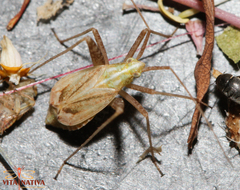 Phytocoris miridioides