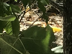 Aspidoscelis maximus