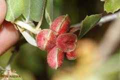 Plagiotrochus quercusilicis