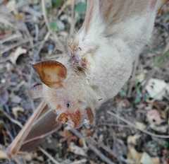 Macronycteris vittatus