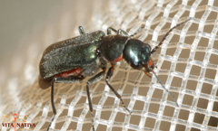 Clanoptilus abdominalis