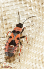 Horvathiolus guttatus