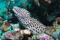 Spotted Moray photo 5