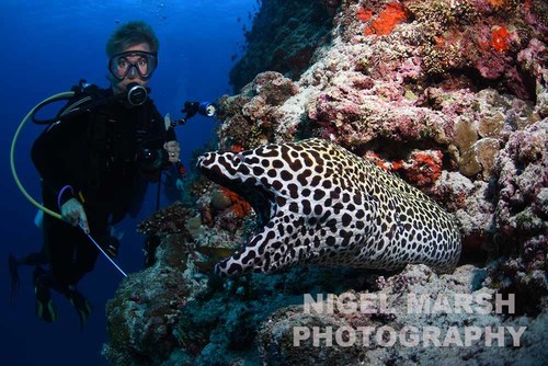 Laced Moray — seen at this dive site