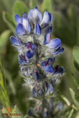 Lupinus micranthus