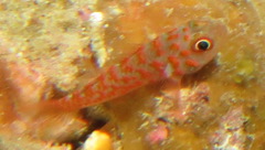 Trimma annosum