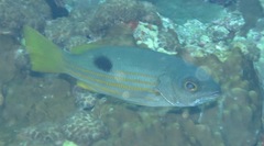 Lutjanus ehrenbergii