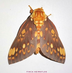 Citheronia andina