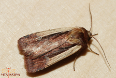 Ochropleura leucogaster