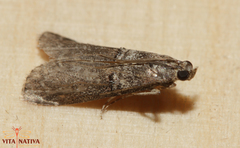 Acrobasis obliqua