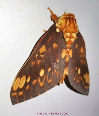 Citheronia andina