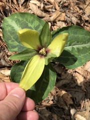 Trillium decipiens
