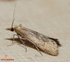 Cochylimorpha decolorella
