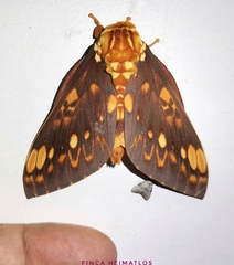 Citheronia andina